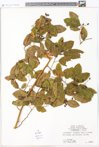 Berchemia scandens image