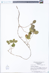 Gaultheria procumbens image