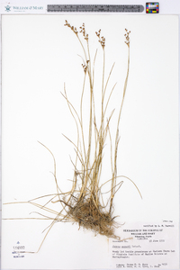 Juncus gerardii image