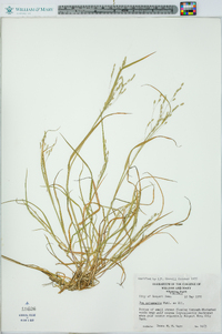 Poa autumnalis image