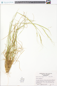 Stipa avenacea image