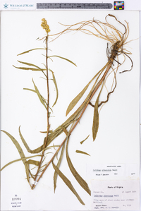 Solidago pinetorum image