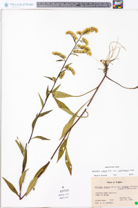 Solidago arguta var. caroliniana image