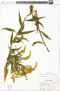 Solidago gigantea var. gigantea image