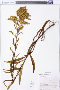 Solidago pinetorum image