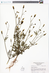 Bidens bipinnata image