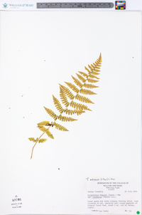 Polystichum braunii image