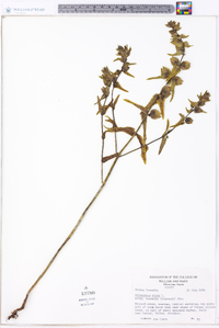 Rhinanthus minor subsp. borealis image