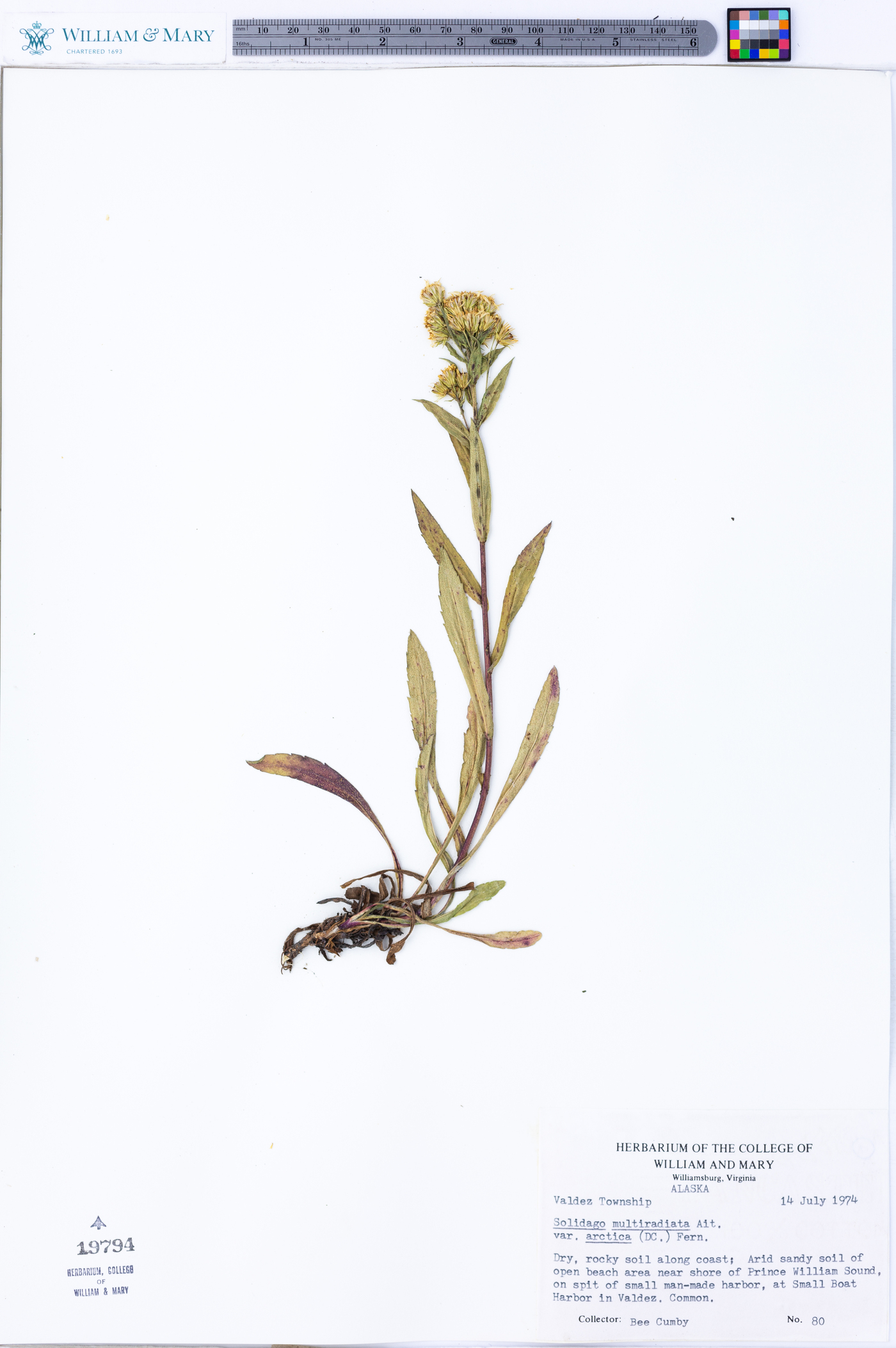 Solidago multiradiata var. arctica image