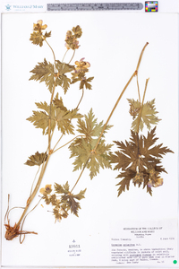 Geranium erianthum image