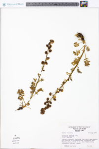 Artemisia arctica image