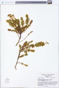 Phyllodoce aleutica subsp. glanduliflora image