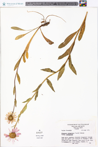 Erigeron peregrinus subsp. peregrinus image