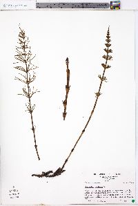 Equisetum pratense image