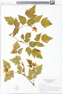 Rubus spectabilis image