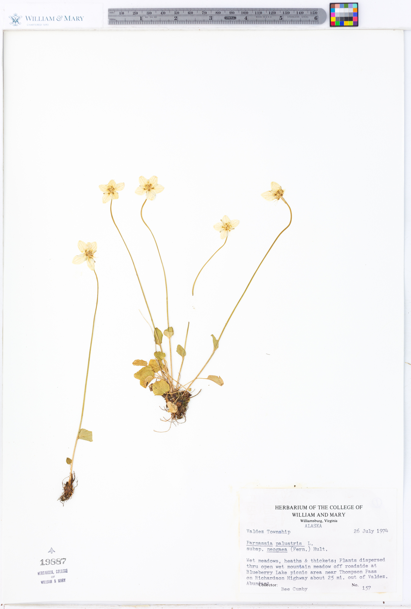 Parnassia palustris var. palustris image