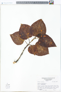 Populus balsamifera image