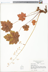 Heuchera glabra image