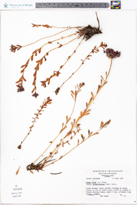 Sedum roseum subsp. integrifolium image