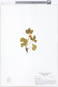 Rubus arcticus subsp. acaulis image