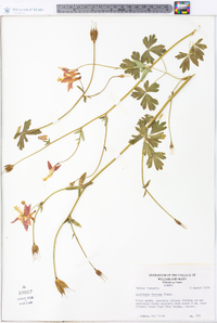 Aquilegia formosa image