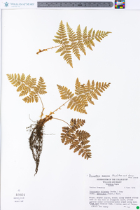 Dryopteris dilatata image