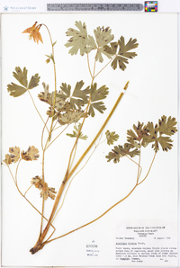 Aquilegia formosa image