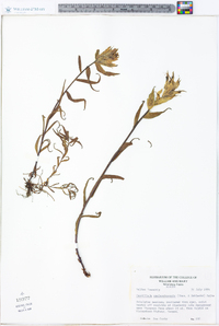 Castilleja unalaschcensis image