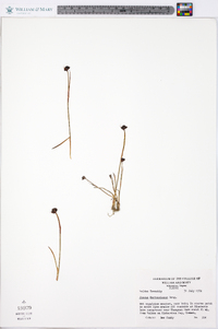 Juncus mertensianus image