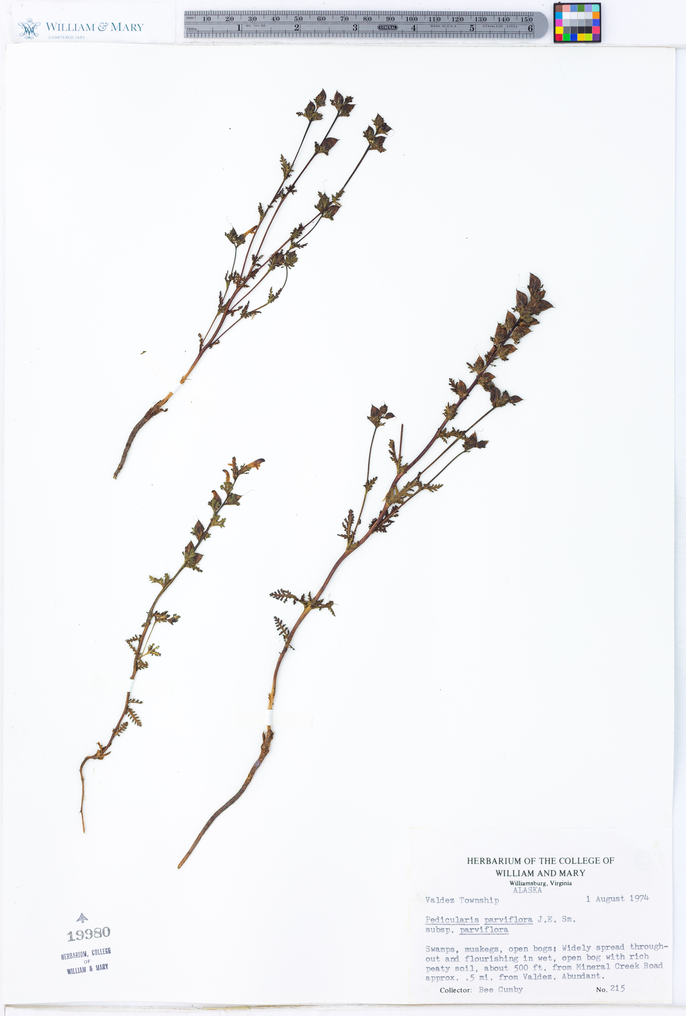 Pedicularis parviflora subsp. parviflora image