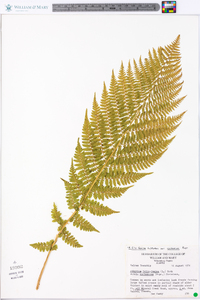 Athyrium asplenioides var. cyclosorum image