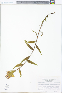Castilleja unalaschcensis image
