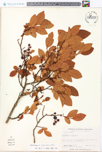 Vaccinium x marianum image