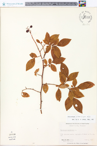 Vaccinium x marianum image