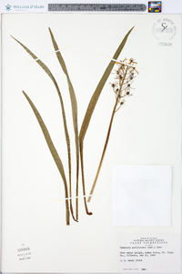 Camassia scilloides image