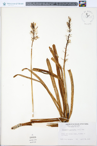 Camassia scilloides image