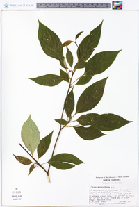 Cornus alternifolia image