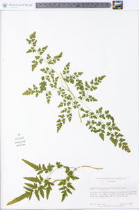 Lygodium japonicum image