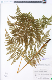 Dryopteris campyloptera image