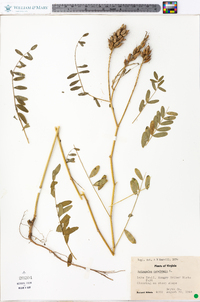 Astragalus canadensis image