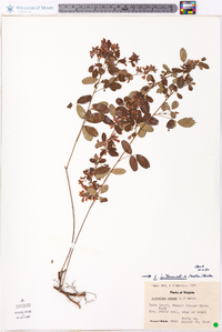 Lespedeza intermedia image