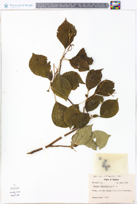 Cornus alternifolia image