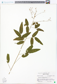 Desmodium marilandicum image