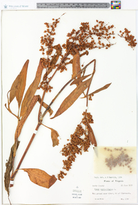 Rumex verticillatus image