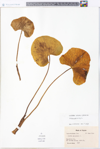 Caltha palustris image