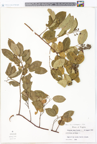 Berchemia scandens image