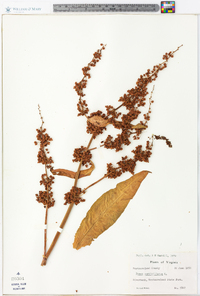 Rumex verticillatus image