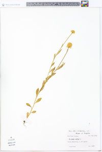 Polygala lutea image