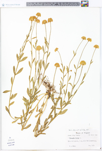 Polygala lutea image