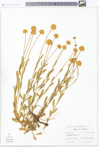 Polygala lutea image